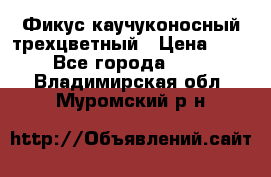 Фикус каучуконосный трехцветный › Цена ­ 500 - Все города  »    . Владимирская обл.,Муромский р-н